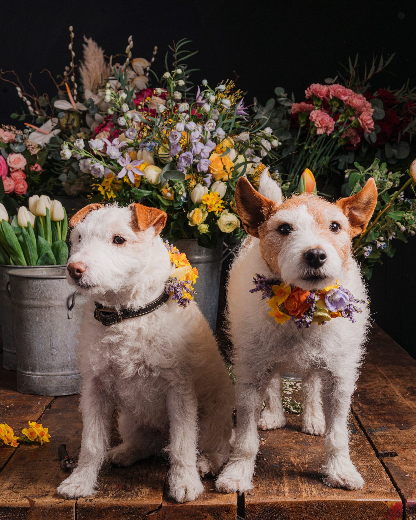 Bouquets of flowers with dogs in a van about page