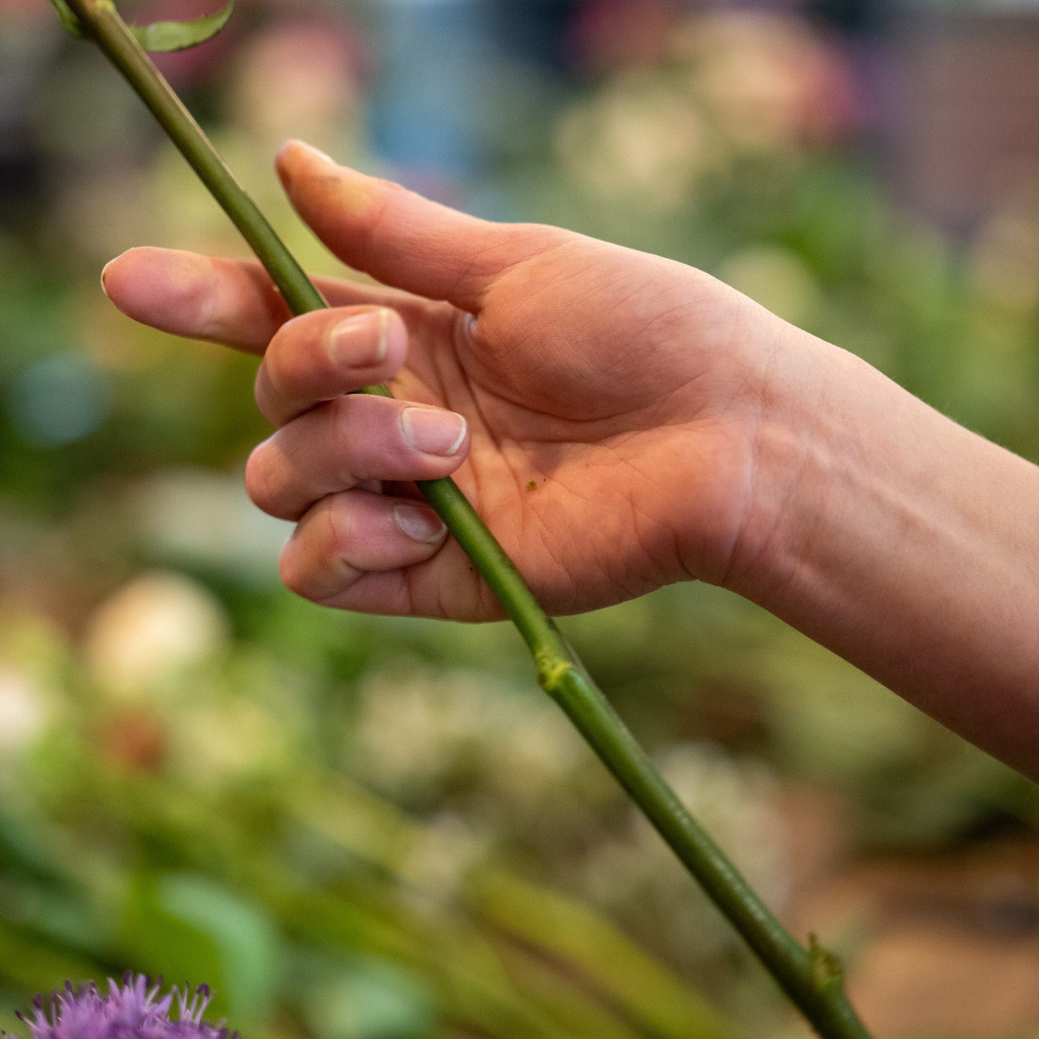 woman's hand holding a long stalk flower school class
